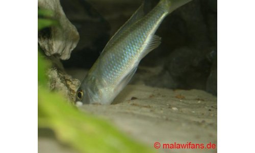 Buccochromis spectabilis